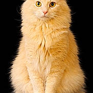 Sammie joined the competition — help win amazing prizes! cat, fluffy, orange_cat, portrait, sitting, feline, animal, pet, yellow_eyes, long_hair, cute, curious, isolated, studio_shot, soft_fur, whiskers, alert, domestic_cat, mammal, furry