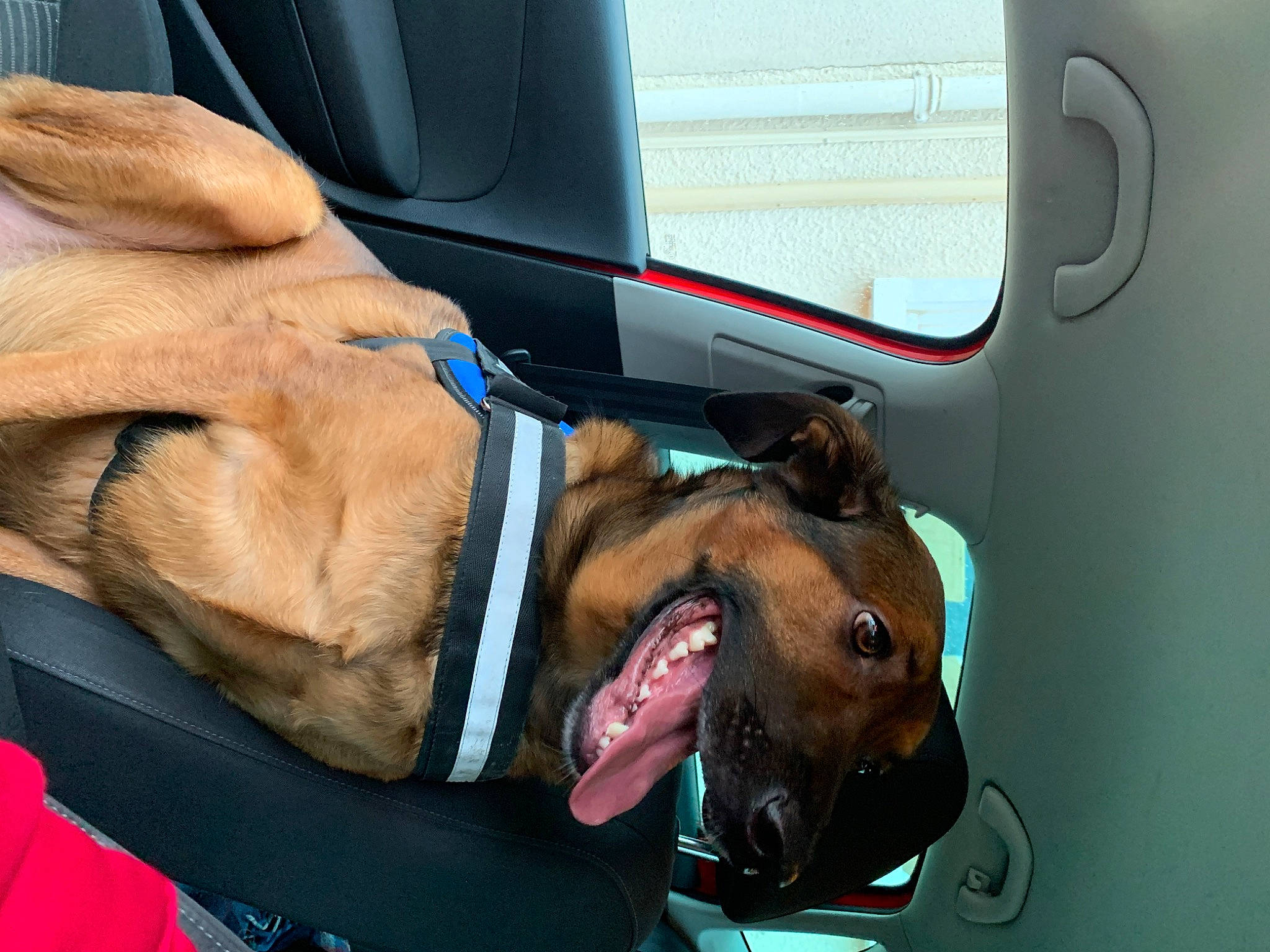 Amigo a rejoint le concours — aidez-le/la à gagner de superbes lots ! auto_part, canidae, car_seat, car_seat_cover, carnivore, collar, companion_dog, dog, dog_breed, dog_collar, dog_supply, fawn, leash, liver, pet_supply, seat_belt, snout, sporting_group, vehicle_door, working_animal