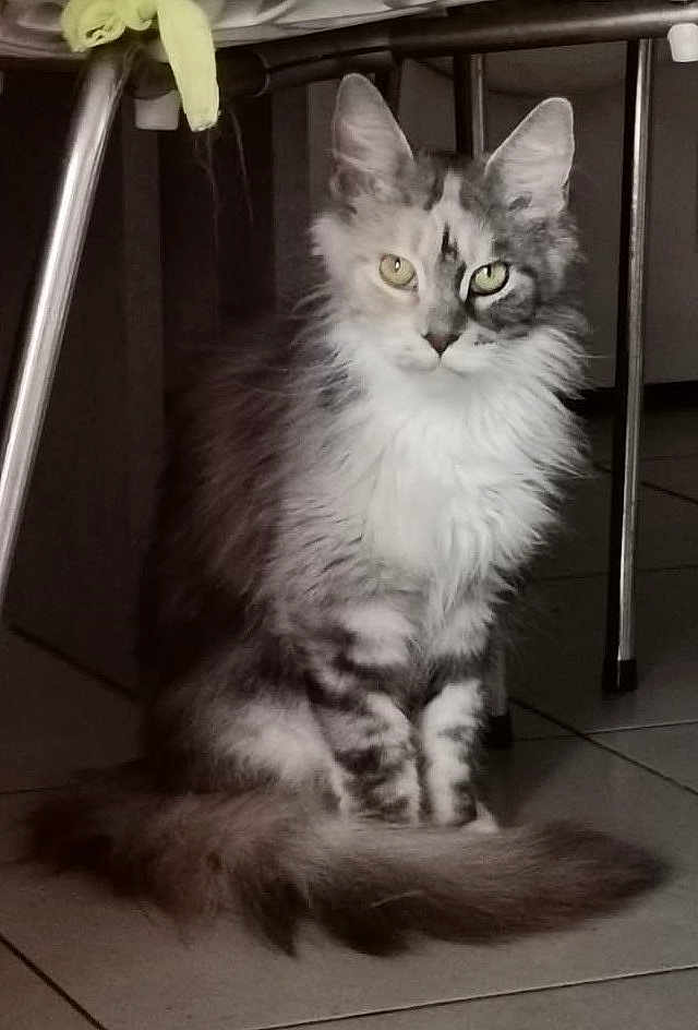 Yasmine participe au concours pour gagner de l'argent avec cette photo : cat, long_hair, sitting, indoor, floor, tile, metal_chair, pet, animal, feline, curious, calm, furry, whiskers, ears, tail, domestic, companion, household, cute