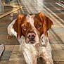 dog, brown_and_white, pet, spaniel_like, wooden_floor, indoor, sunlight, shadows, collar, tag, close_up, portrait, lying_down, ears, eyes, nose, front_legs, home_interior, chair, cabinet