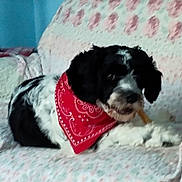 Willie joined the competition — help win amazing prizes! dog, bandana, red_bandana, couch, floral_pattern, black_and_white, pet, indoor, chewing, treat, relaxed, comfort, fur, animal, companion, home, resting, cute, small_dog, lying_down