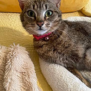 Hope joined the competition — help win amazing prizes! cat, tabby, pet, collar, bell, fur, whiskers, bed, blanket, yellow_background, cozy, indoor, animal, feline, cute, relaxed, closeup, soft_texture, resting, alert