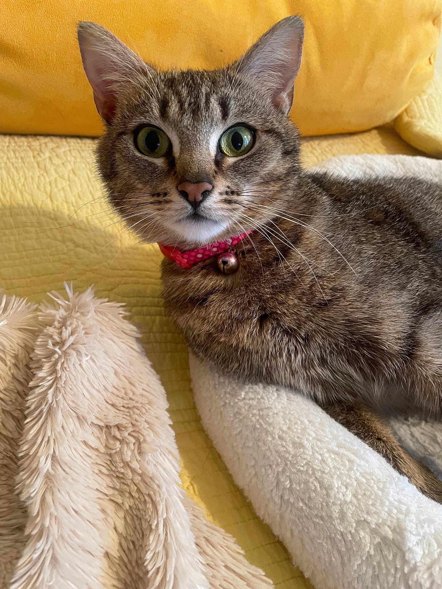 Hope joined the competition — help win amazing prizes! cat, tabby, pet, collar, bell, fur, whiskers, bed, blanket, yellow_background, cozy, indoor, animal, feline, cute, relaxed, closeup, soft_texture, resting, alert