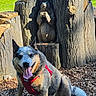 Darwin joined the competition — help win amazing prizes! animal, bear_statue, canine, carved_wood, daylight, dog, green_grass, happy, leisure, nature, outdoor, park, pet, red_harness, sculpture, sitting, sunny, tongue_out, wood, wood_chips
