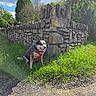 Darwin is registered to the contest to win money with this photo: animal, blue_sky, canine, cloudy_sky, daytime, dog, grass, greenery, happy_dog, leash, nature, outdoor, pet, red_harness, rural, sitting, stone_wall, sunlight, trees, walking_path