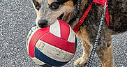 Darwin is registered to the contest to win money with this photo: active, animal, asphalt, canine, closeup, daylight, dog, ears, fur, leash, mouth, outdoor, paw, pet, play, red_harness, sport, standing, texture, volleyball