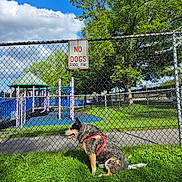 Darwin joined the competition — help win amazing prizes! blue_sky, canine, cloud, daytime, dog, fence, grass, greenery, leash, metal_fence, nature, outdoor, park, pet, play_equipment, playground, sign, sky, tree, warning