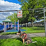blue_sky, canine, cloud, daytime, dog, fence, grass, greenery, leash, metal_fence, nature, outdoor, park, pet, play_equipment, playground, sign, sky, tree, warning