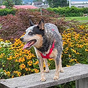 Darwin is registered to the contest to win money with this photo: animal, bench, canine, daylight, dog, flowers, grass, greenery, happy, mountain, nature, outdoor, park, pet, red_harness, scenery, summer, tongue_out, tree, yellow_flowers