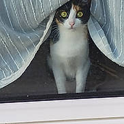 Lulu participe au concours pour gagner de l'argent avec cette photo : abyssinian, angora, animal, architecture, blanket, building, cat, curtain, egyptiancat, homedecor, kitten, linen, manx, outdoors, pet, shelter, slate, window, windowshade, windowsill