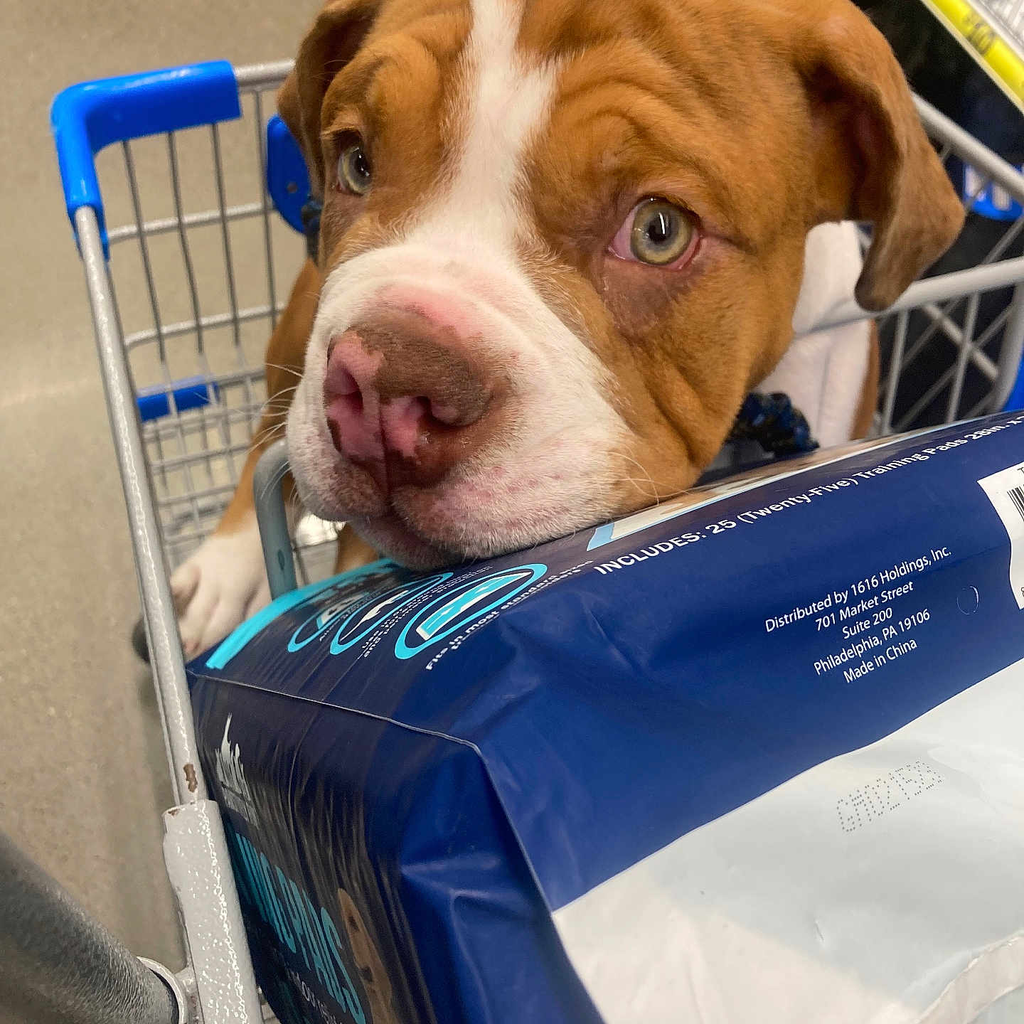 Bullymax is registered to the contest to win money with this photo: animal, architecture, boxer, building, bulldog, canine, crib, dog, grocerystore, hound, indoors, outdoors, person, pet, pitbull, puppy, shelter, shop, shopping, shoppingcart