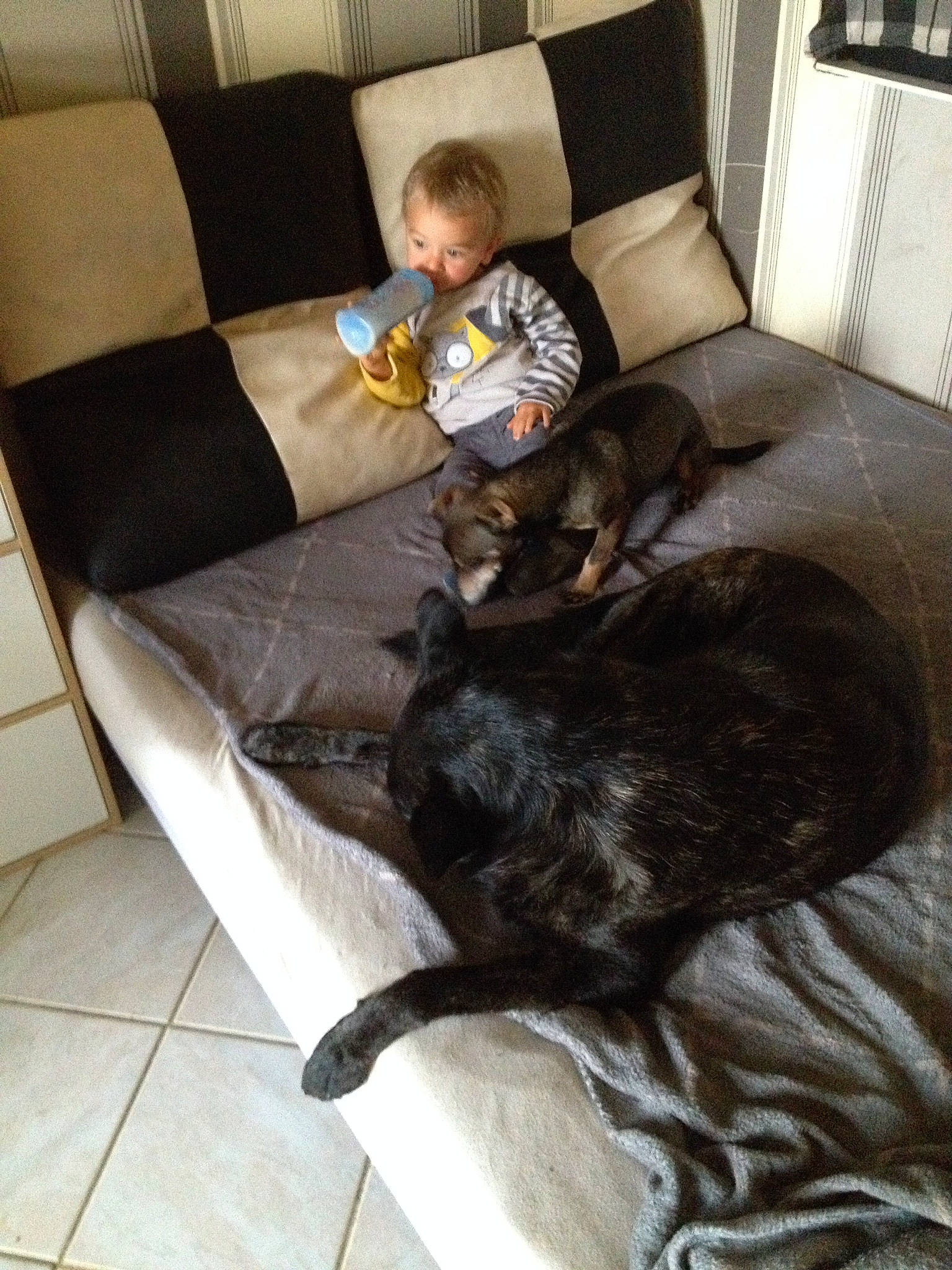 Izzy a rejoint le concours — aidez-le/la à gagner de superbes lots ! black, carnivore, comfort, companion_dog, couch, dog, dog_breed, felidae, floor, flooring, furniture, hardwood, interior_design, living_room, room, small_to_medium_sized_cats, studio_couch, tail, whiskers, window