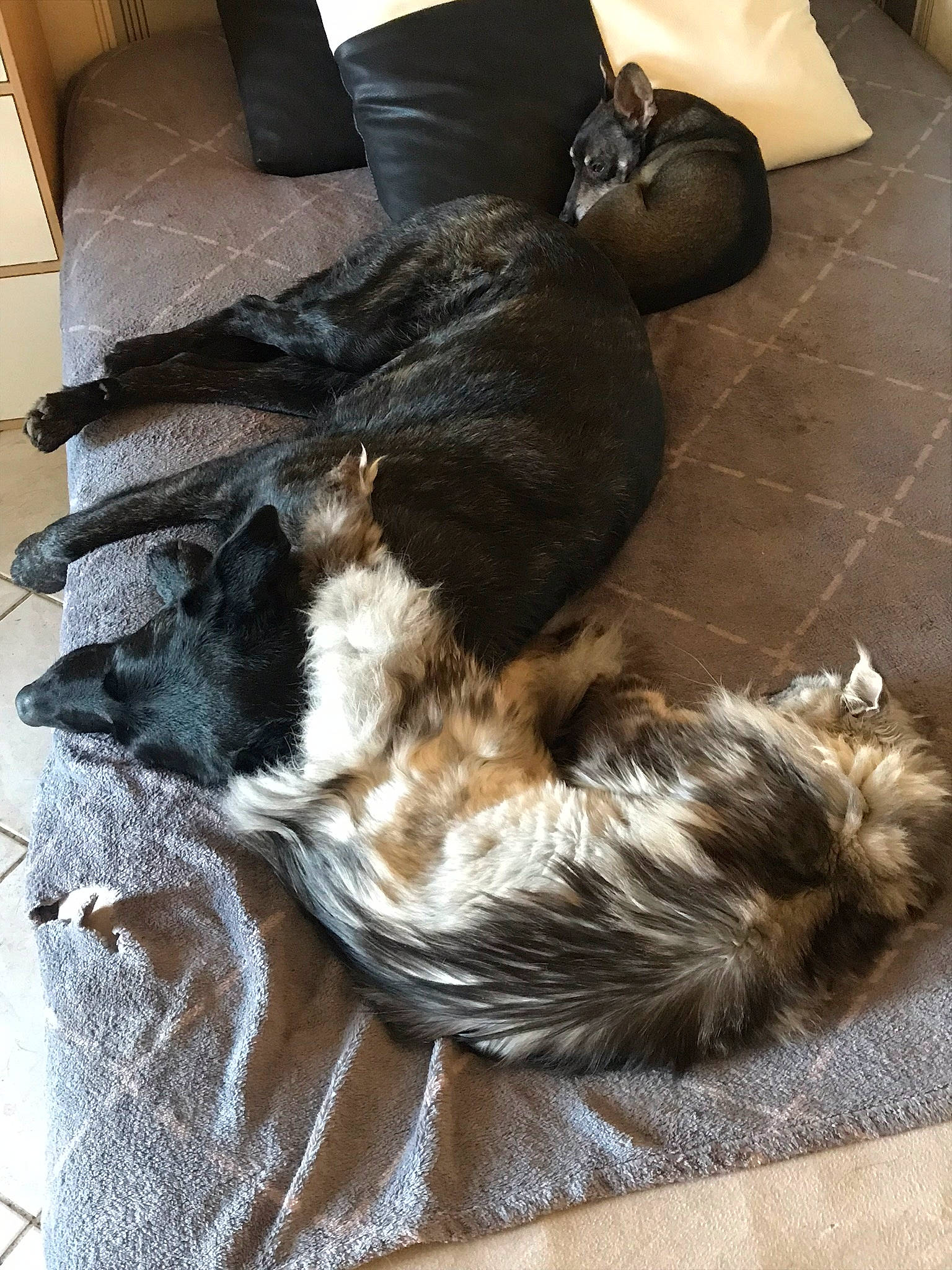 Izzy participe au concours pour gagner de l'argent avec cette photo : canidae, carnivore, claw, comfort, companion_dog, dog_breed, felidae, flooring, foot, fur, hardwood, human_leg, liver, nap, small_to_medium_sized_cats, sporting_group, tail, thigh, whiskers, wood