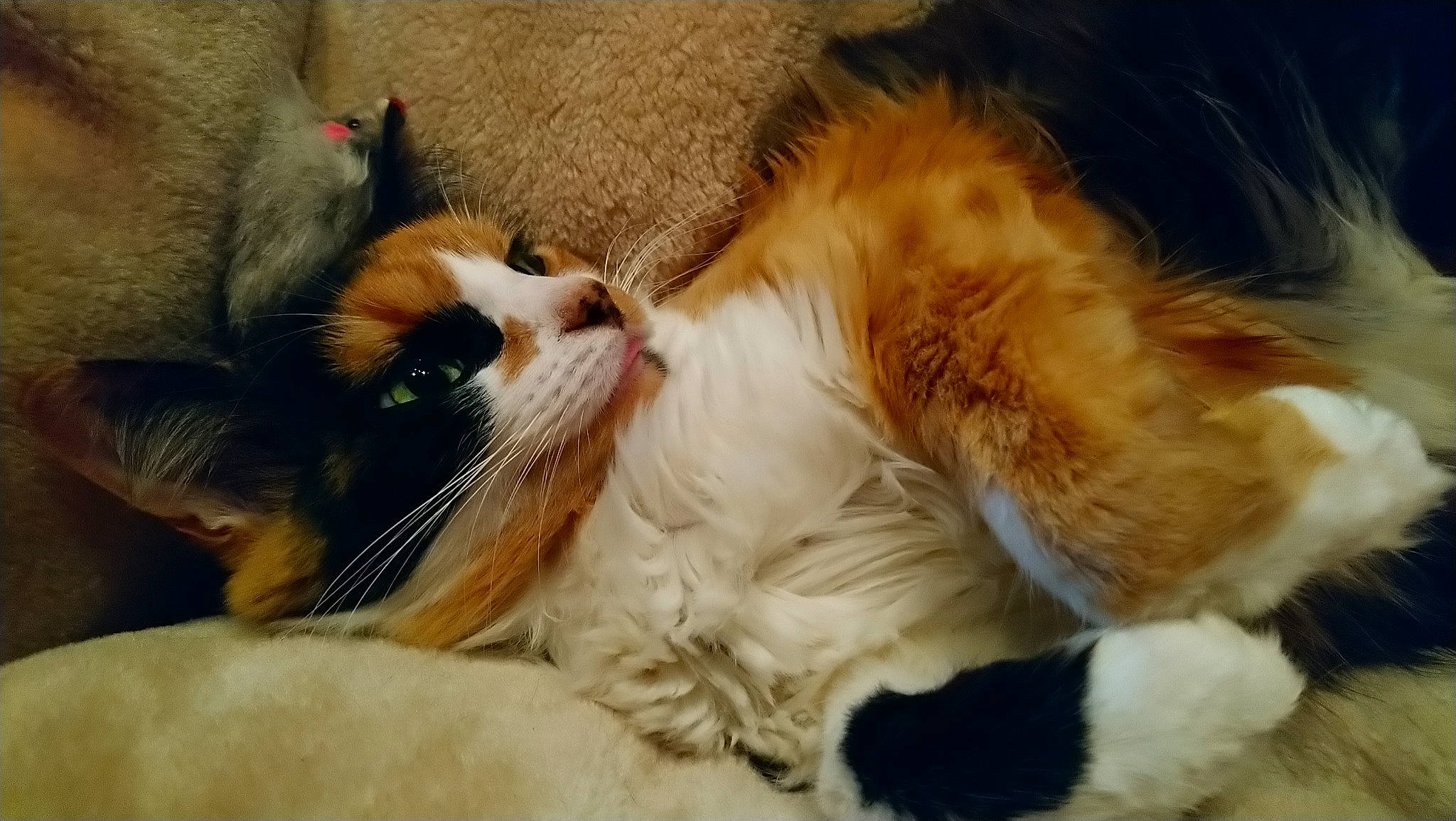 Isis a rejoint le concours — aidez-le/la à gagner de superbes lots ! canidae, carnivore, cat, claw, dog_breed, fawn, felidae, fur, kitten, mammal, nap, nose, paw, puppy_love, small_to_medium_sized_cats, snout, whiskers