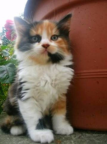 Isis participe au concours pour gagner de l'argent avec cette photo : aegean_cat, american_wirehair, british_semi_longhair, carnivore, cat, cymric, domestic_long_haired_cat, domestic_short_haired_cat, european_shorthair, felidae, kitten, mammal, norwegian_forest_cat, polydactyl_cat, ragamuffin, siberian, small_to_medium_sized_cats, snout, vertebrate, whiskers