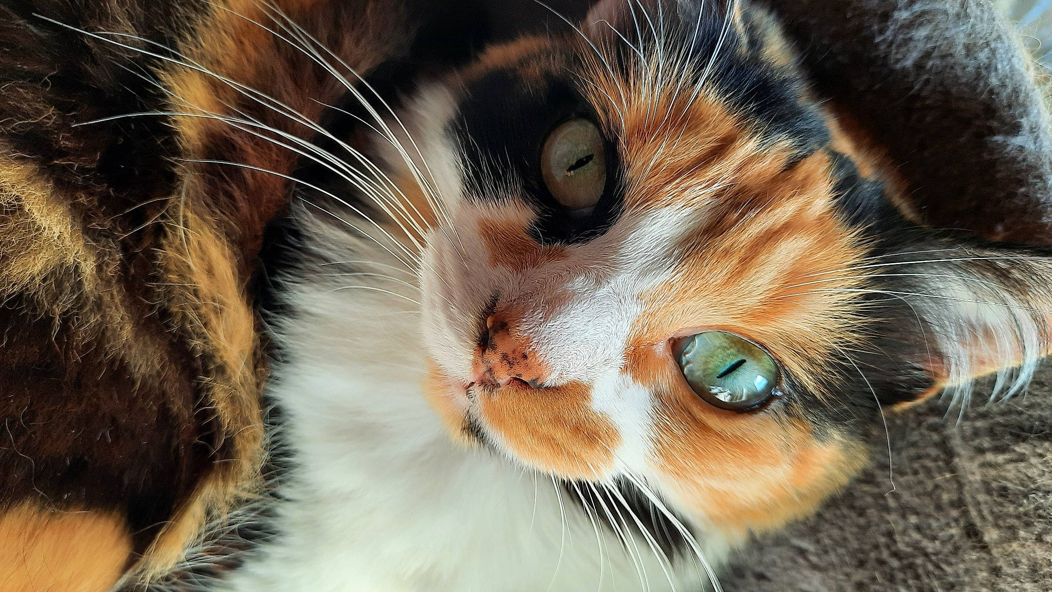 Isis a rejoint le concours — aidez-le/la à gagner de superbes lots ! carnivore, cat, close_up, domestic_short_haired_cat, felidae, fur, grass, iris, macro_photography, nose, small_to_medium_sized_cats, snout, tree, whiskers, wildlife