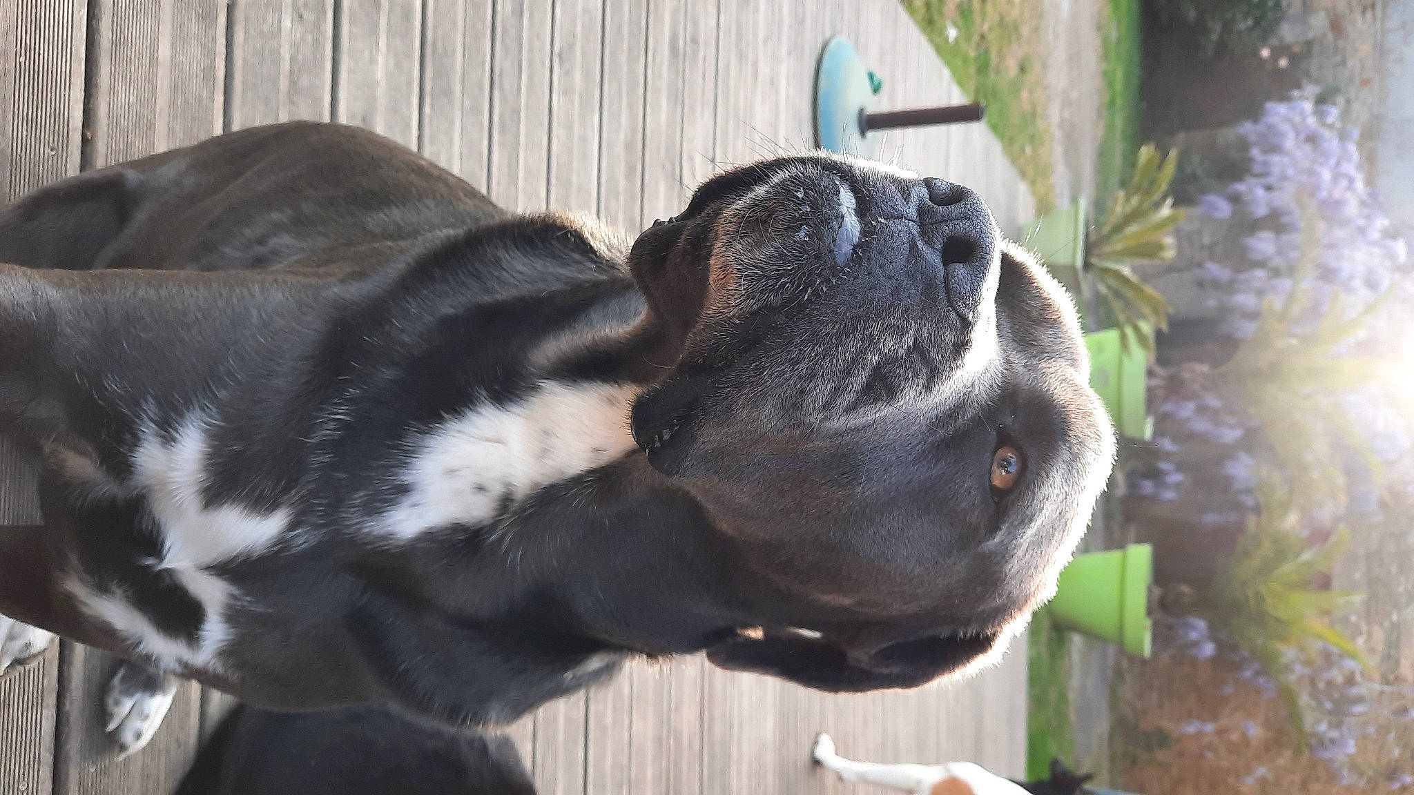 Naïka participe au concours pour gagner de l'argent avec cette photo : cane_corso, canidae, carnivore, dog, dog_breed, fawn, guard_dog, mammal, non_sporting_group, snout, sporting_group, staffordshire_bull_terrier, vertebrate