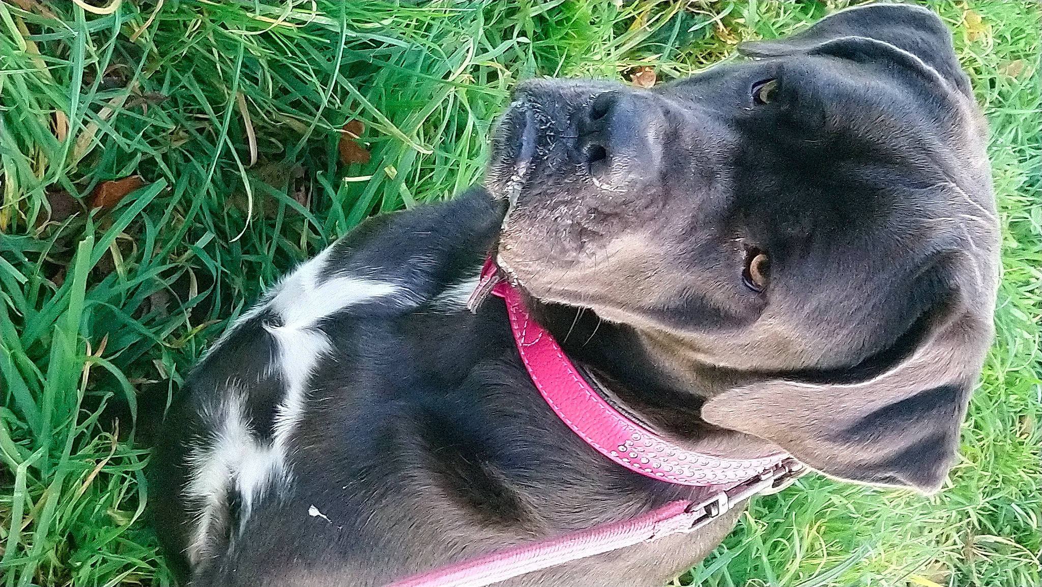 Naïka a rejoint le concours — aidez-le/la à gagner de superbes lots ! american_pit_bull_terrier, american_staffordshire_terrier, bandog, canidae, carnivore, dog, dog_breed, grass, mammal, non_sporting_group, pit_bull, snout, sporting_group, staffordshire_bull_terrier, vertebrate