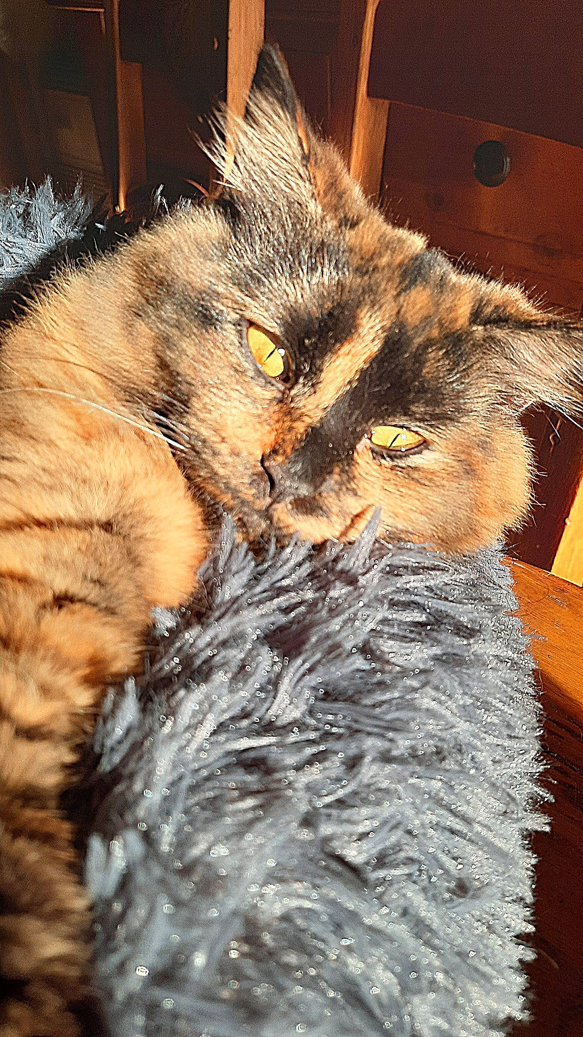 Tybiscus a rejoint le concours — aidez-le/la à gagner de superbes lots ! black_cat, carnivore, cat, claw, close_up, domestic_short_haired_cat, ear, felidae, fur, nap, paw, small_to_medium_sized_cats, snout, tail, terrestrial_animal, whiskers, wildlife