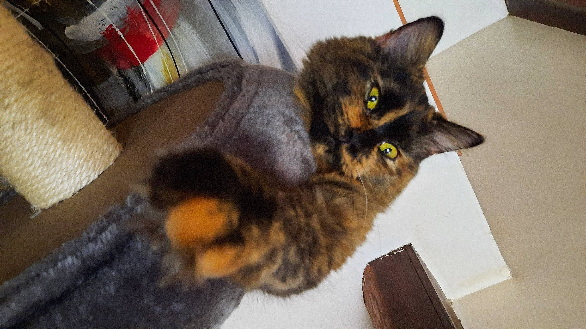 Tybiscus participe au concours pour gagner de l'argent avec cette photo : black_cat, box, carnivore, cat, claw, comfort, domestic_short_haired_cat, felidae, fur, packaging_and_labeling, paw, small_to_medium_sized_cats, snout, tail, terrestrial_animal, whiskers