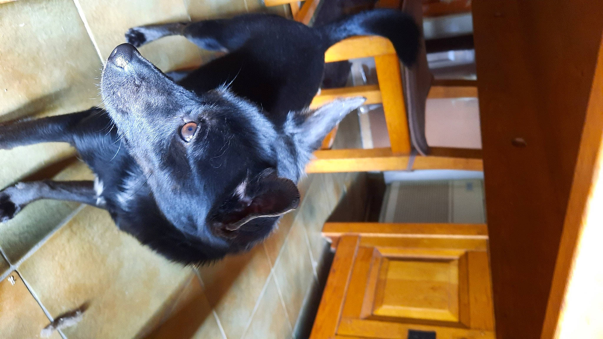 Popy a rejoint le concours — aidez-le/la à gagner de superbes lots ! black_cat, canidae, carnivore, cat, chair, comfort, dog_breed, domestic_short_haired_cat, ear, felidae, flooring, fur, hardwood, small_to_medium_sized_cats, snout, terrestrial_animal, whiskers, window, wood, working_animal