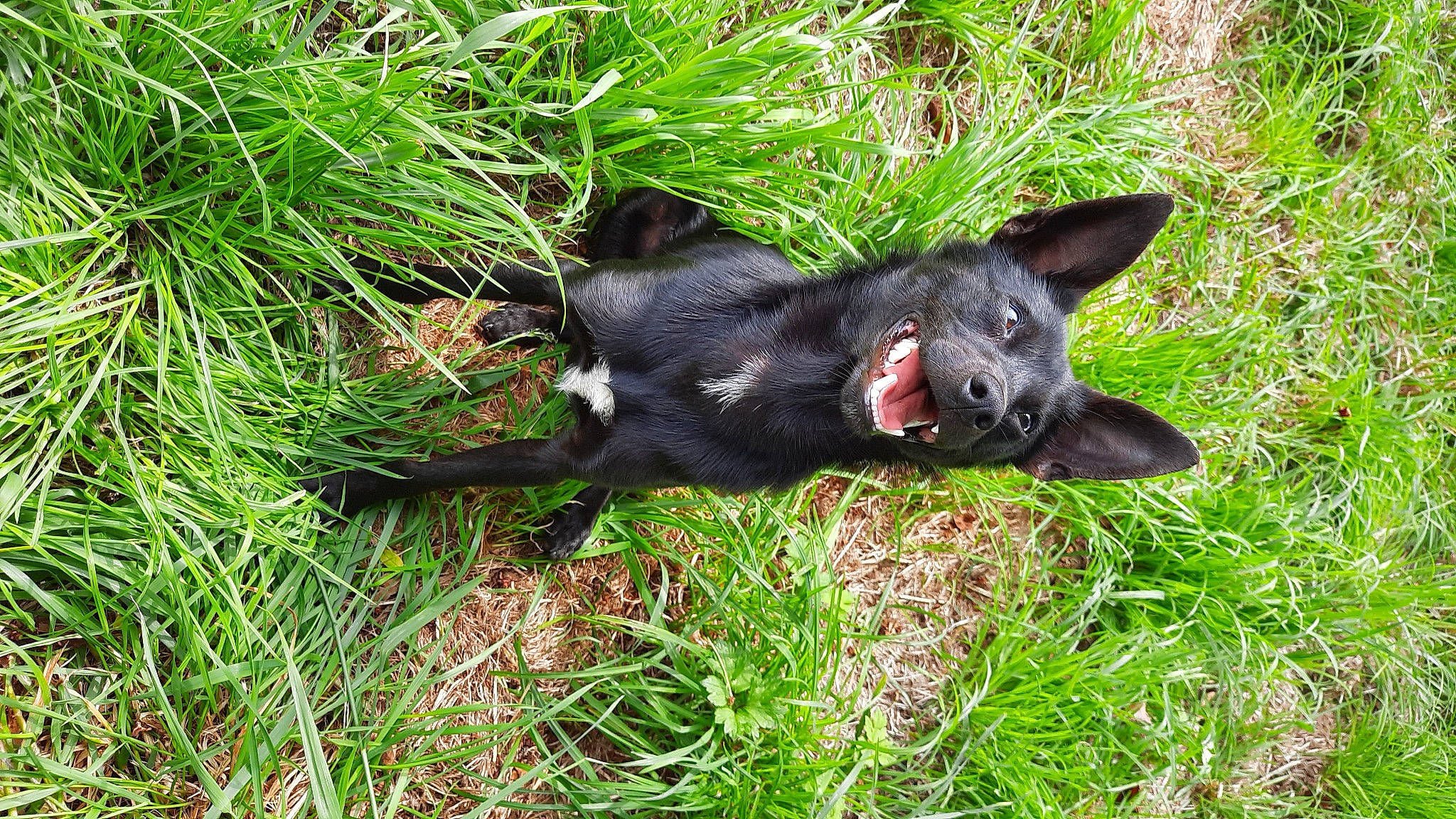 Popy a rejoint le concours — aidez-le/la à gagner de superbes lots ! canidae, carnivore, dog_breed, grass, plant