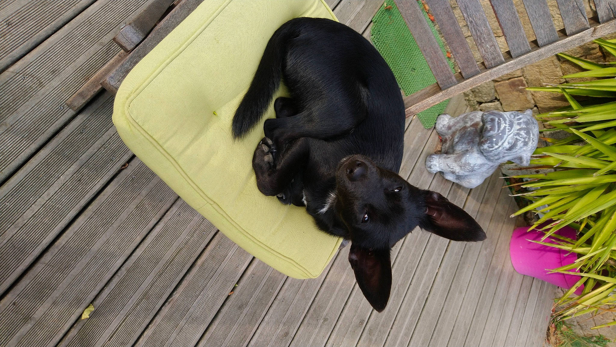 Popy participe au concours pour gagner de l'argent avec cette photo : australian_kelpie, canidae, carnivore, dog, dog_breed, puppy, sporting_group