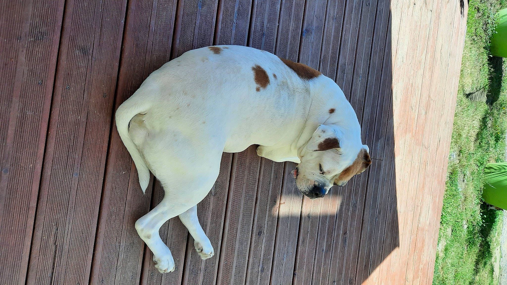 Houna participe au concours pour gagner de l'argent avec cette photo : canidae, carnivore, companion_dog, dog, dog_breed, fawn, hardwood, non_sporting_group, sporting_group, tail, terrestrial_animal, wood, working_animal