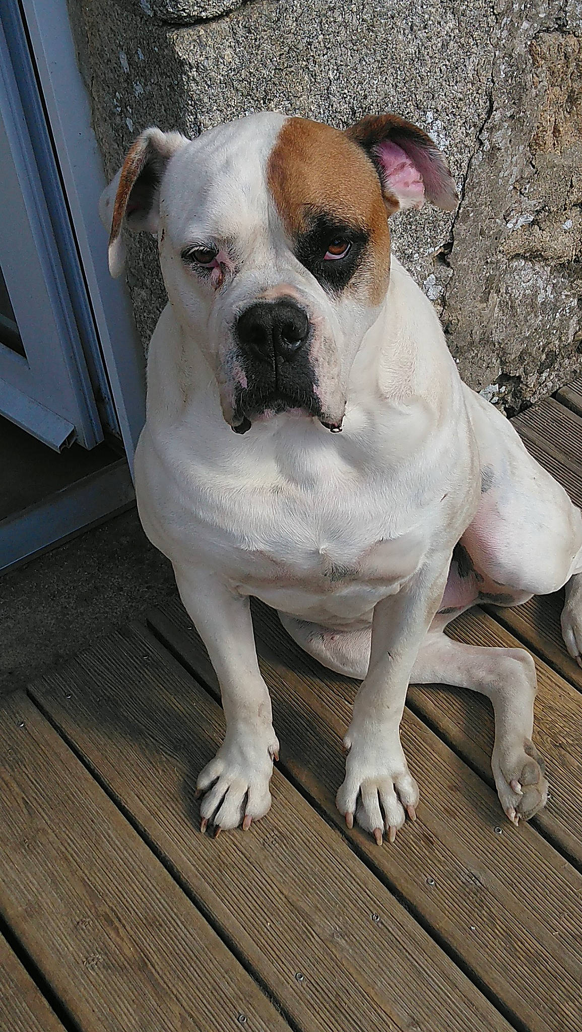 Houna a rejoint le concours — aidez-le/la à gagner de superbes lots ! american_bulldog, australian_bulldog, british_bulldogs, bulldog, canidae, carnivore, dog, dog_breed, dorset_olde_tyme_bulldogge, mammal, molosser, non_sporting_group, old_english_bulldog, olde_english_bulldogge, renascence_bulldogge, snout, toy_bulldog, valley_bulldog, vertebrate, white_english_bulldog