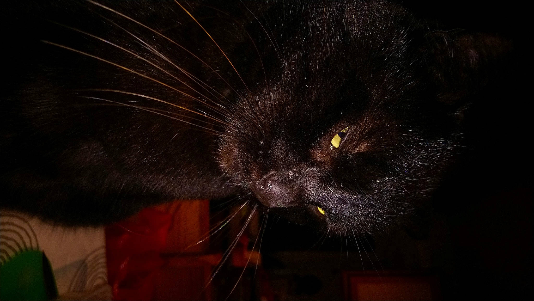 Calou a rejoint le concours — aidez-le/la à gagner de superbes lots ! black, black_cat, bombay, carnivore, cat, darkness, felidae, fur, night, norwegian_forest_cat, small_to_medium_sized_cats, snout, whiskers