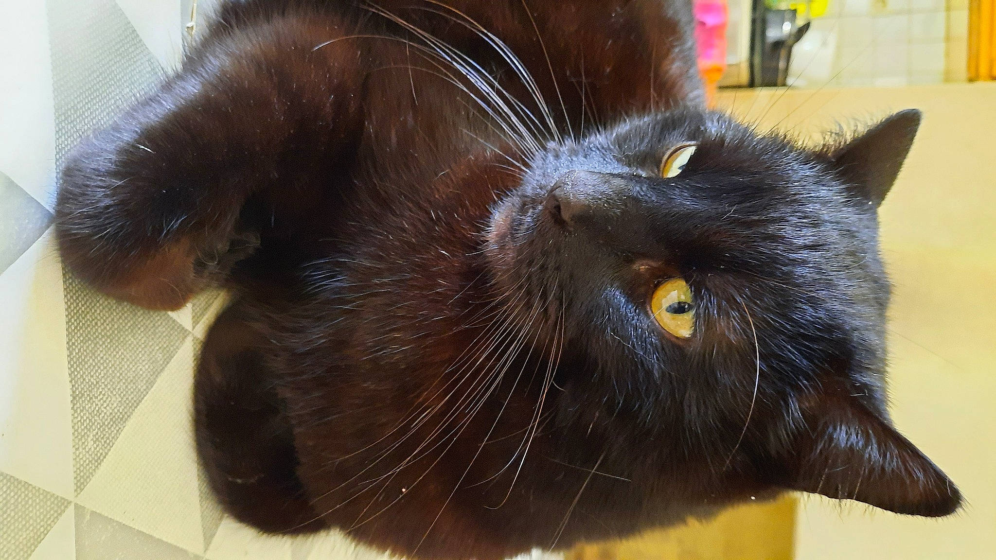 Calou participe au concours pour gagner de l'argent avec cette photo : black_cat, bombay, carnivore, cat, close_up, domestic_short_haired_cat, ear, felidae, fur, liver, small_to_medium_sized_cats, snout, terrestrial_animal, whiskers