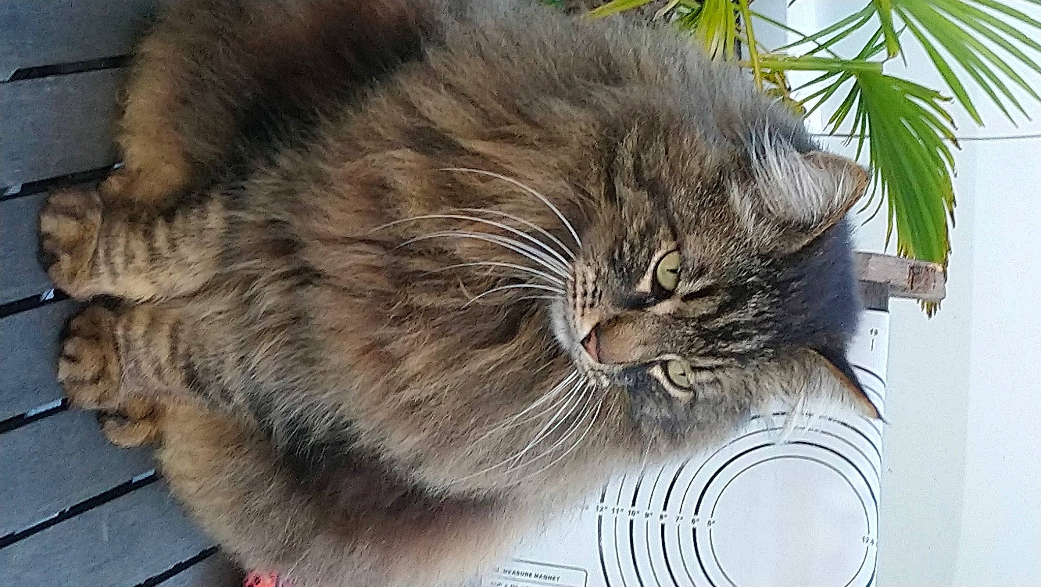 Groomy a rejoint le concours — aidez-le/la à gagner de superbes lots ! asian, asian_semi_longhair, british_semi_longhair, carnivore, cat, domestic_long_haired_cat, domestic_short_haired_cat, european_shorthair, eye, felidae, fur, maine_coon, mammal, norwegian_forest_cat, siberian, small_to_medium_sized_cats, snout, tabby_cat, whiskers, wild_cat