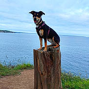 Laïka a rejoint le concours — aidez-le/la à gagner de superbes lots ! dog, tree_stump, sea, outdoor, nature, sky, cloudy, grass, path, harness, canine, water, landscape, animal, pet, happy, sitting, coast, wildflowers, scenic