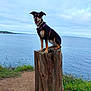 dog, tree_stump, sea, outdoor, nature, sky, cloudy, grass, path, harness, canine, water, landscape, animal, pet, happy, sitting, coast, wildflowers, scenic