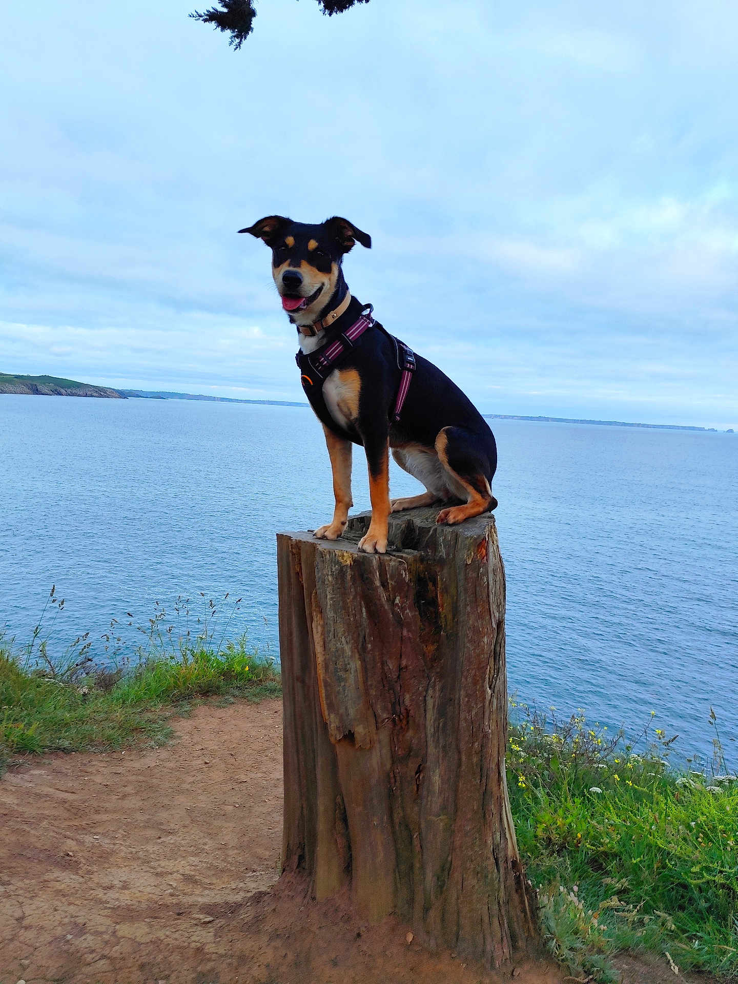 Laïka a rejoint le concours — aidez-le/la à gagner de superbes lots ! dog, tree_stump, sea, outdoor, nature, sky, cloudy, grass, path, harness, canine, water, landscape, animal, pet, happy, sitting, coast, wildflowers, scenic
