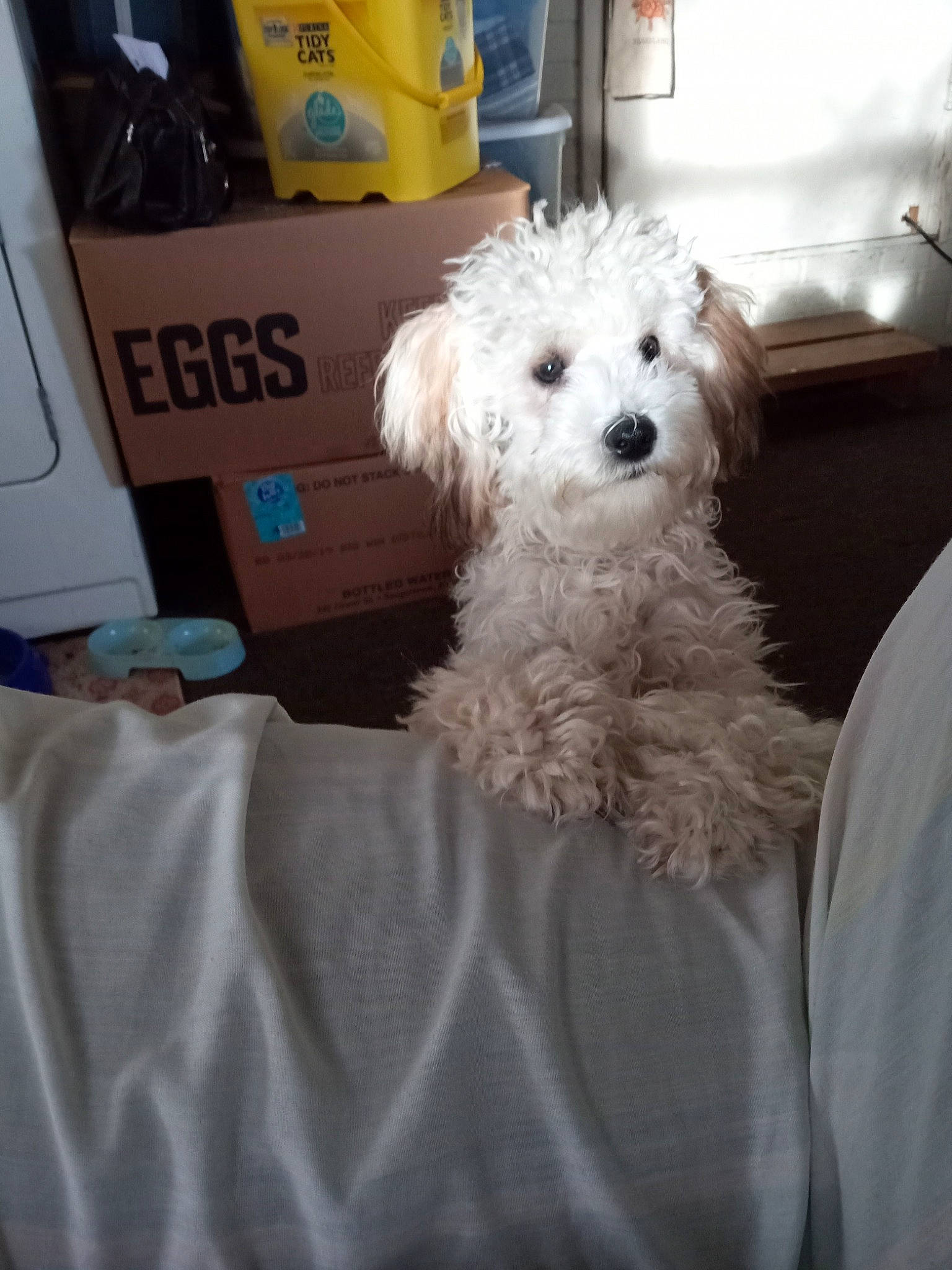 Noodles is registered to the contest to win money with this photo: bichon, bolognese, carnivore, cockapoo, companion_dog, dog, dog_breed, dog_supply, fur, goldendoodle, labradoodle, linens, maltepoo, poodle, poodle_crossbreed, puppy_love, shih_poo, small_terrier, terrier, toy_dog