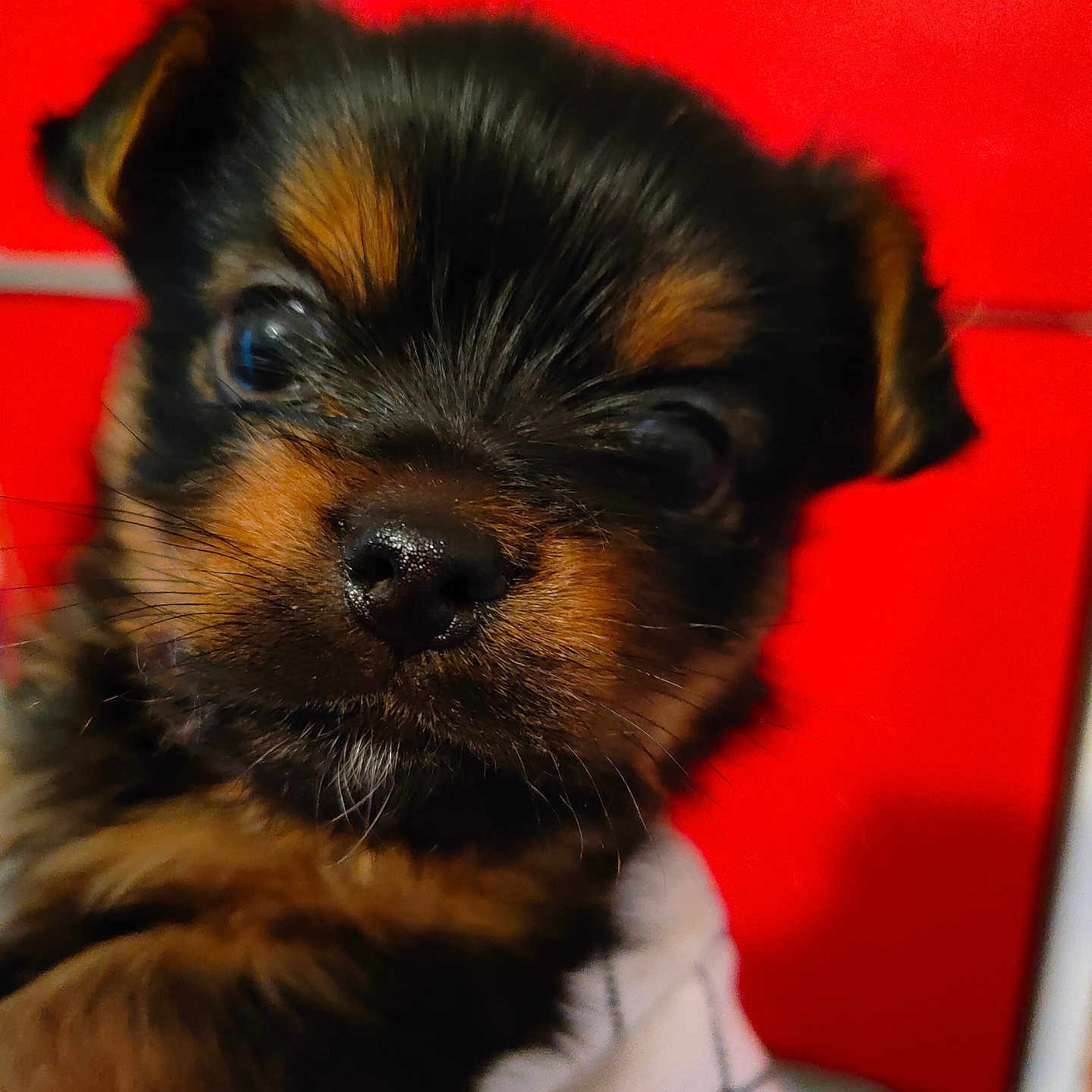 Aslan a rejoint le concours — aidez-le/la à gagner de superbes lots ! adorable, animal, black_fur, blanket, brown_fur, close_up, cozy, cute, dog, eyes, face, fur, indoors, nose, pet, portrait, puppy, red_background, snout, young