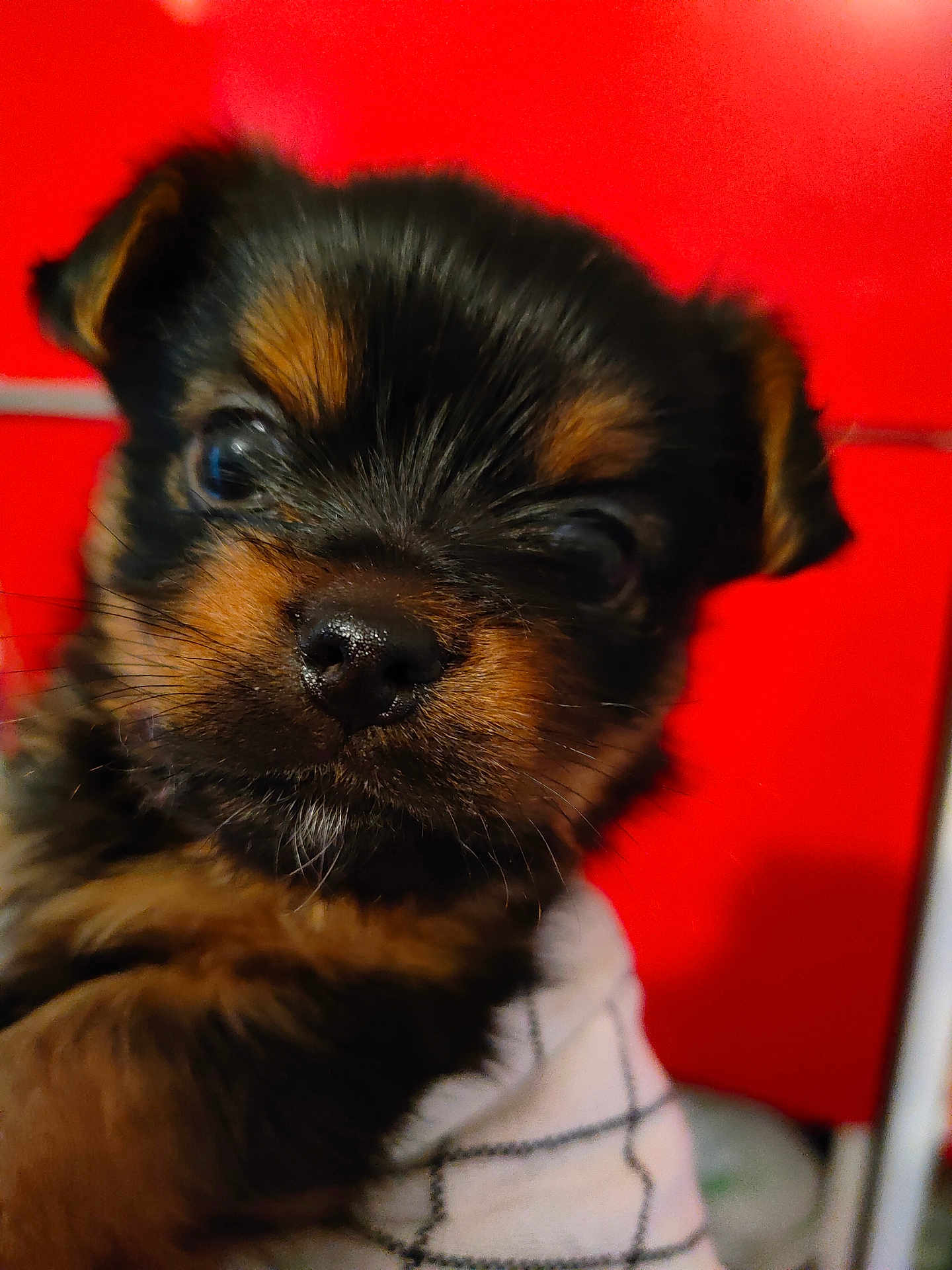 Aslan