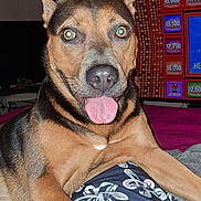 Sky joined the competition — help win amazing prizes! dog, pet, animal, paw, ears, tongue, indoor, person, clothing, pattern, shorts, bed, blanket, television, game_show, clock, wall, living_room, happy, closeup