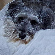 Sasha is registered to the contest to win money with this photo: animal, blanket, canine, closeup, comfort, cozy, cute, dog, fluffy, fur, gray, head, indoors, laying, pet, relaxed, resting, sleepy, soft, white