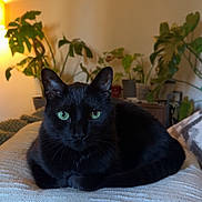 Jax joined the competition — help win amazing prizes! black_cat, cat, pet, indoor, houseplant, green_eyes, blanket, cozy, feline, domestic_animal, relaxed, fur, whiskers, potted_plant, living_room, resting, animal, cute, comfort, soft_lighting