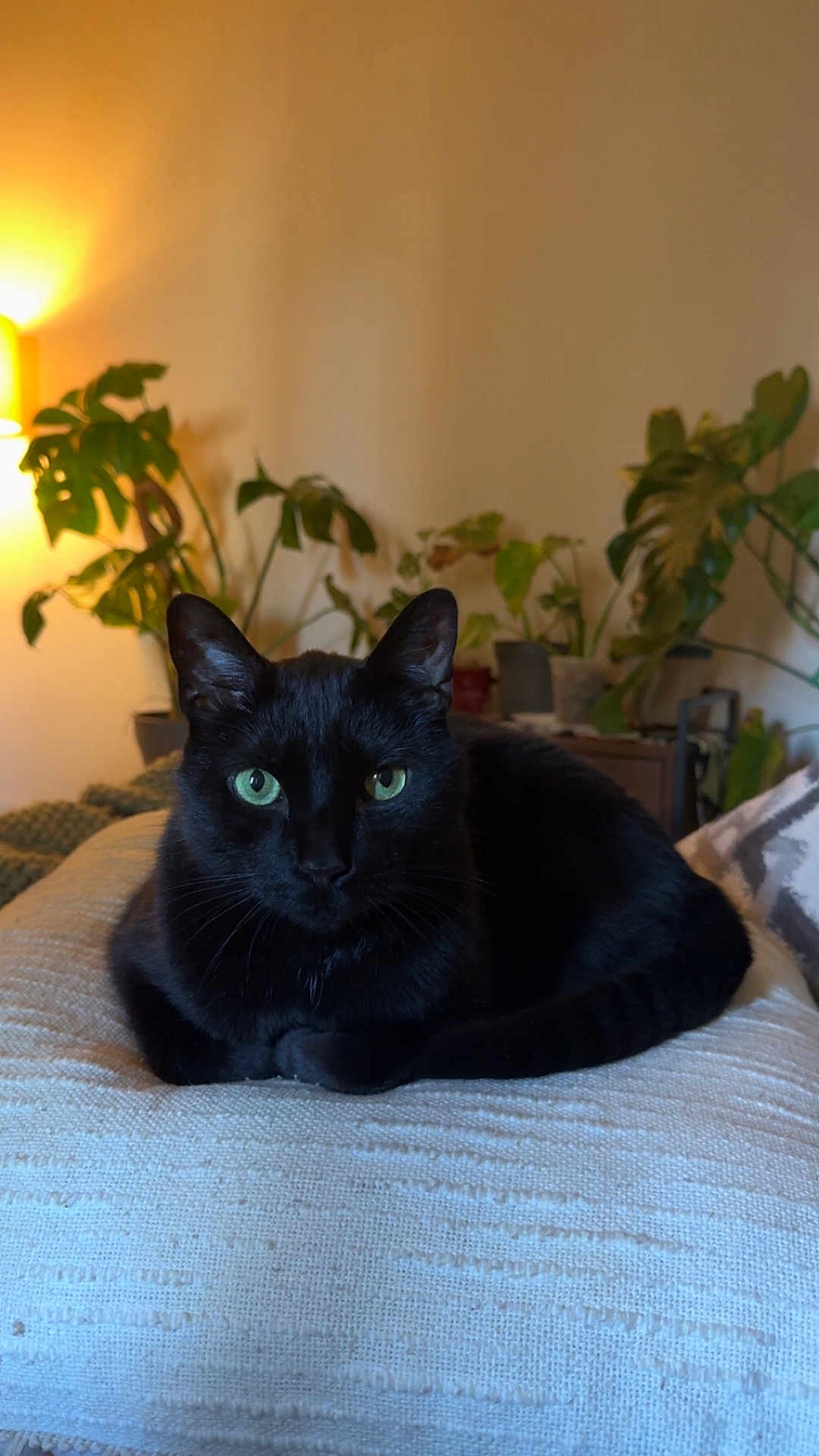 Jax