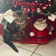 Archibald participe au concours pour gagner de l'argent avec cette photo : animal, bow, cat, christmas_decoration, christmas_tree, christmas_tree_skirt, cute, decoration, festive, floor_tile, fur, holiday, holiday_season, indoor, pet, plush_toy, santa_claus, tabby_cat, tail, whiskers