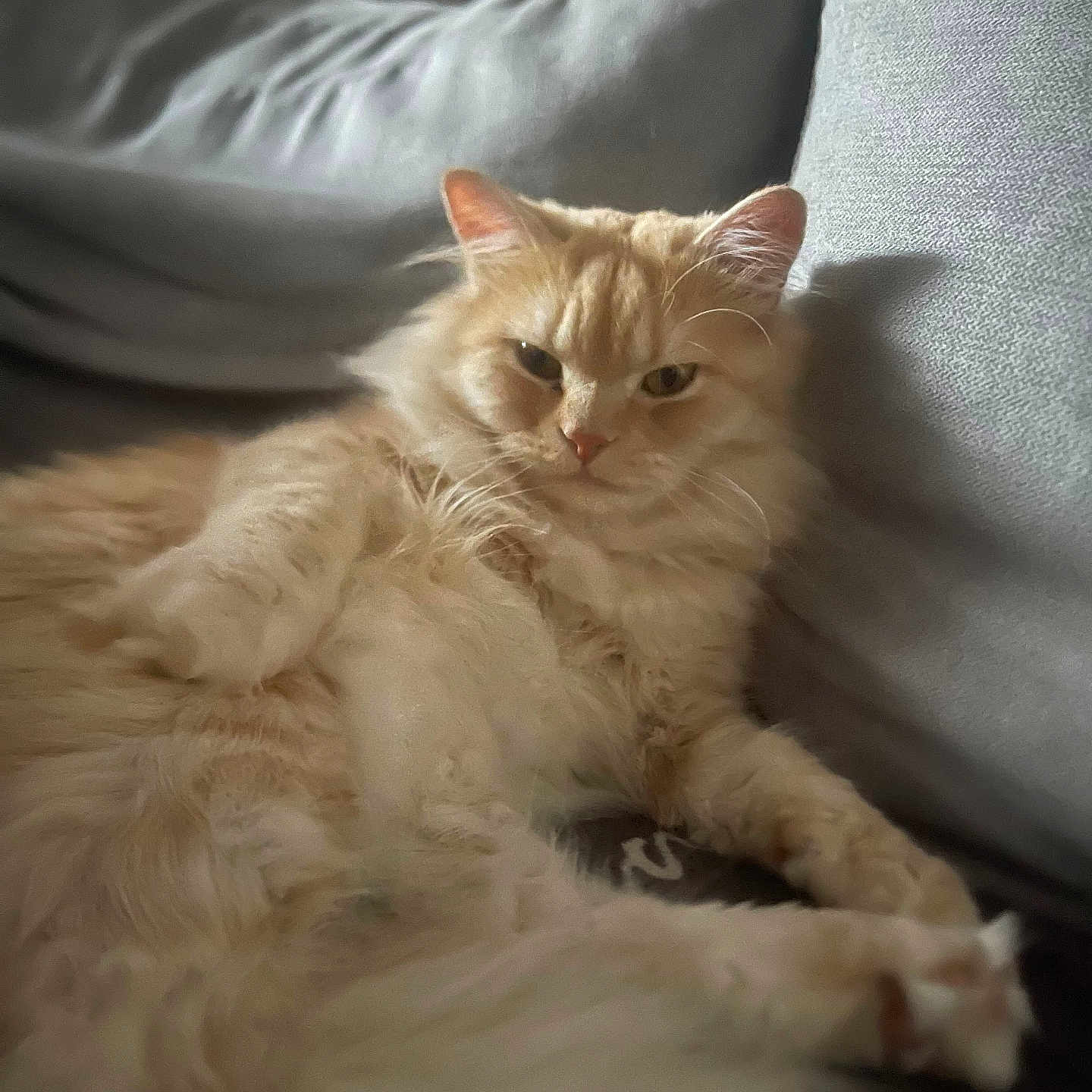 Yuki a rejoint le concours — aidez-le/la à gagner de superbes lots ! abyssinian, angora, animal, architecture, building, cat, couch, cushion, furniture, hardwood, homedecor, indoors, kitten, linen, manx, person, pet, siamese, sleeping, wood