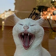 Twinkle joined the competition — help win amazing prizes! cat, white_cat, yawning, open_mouth, teeth, whiskers, fur, pet, animal, portrait, close_up, sitting, indoors, window, reflection, glass, outdoor_background, trees, warm_lighting, funny