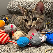 Nova joined the competition — help win amazing prizes! cat, kitten, tabby, toy_mouse, plush_toy, carpet, stair, pet, animal, cute, playful, indoor, feline, whiskers, ears, small_animal, domestic_cat, colorful, texture, resting