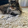 Christian Boucher participe au concours pour gagner de l'argent avec cette photo : cat, tabby, fluffy, whiskers, green_eyes, curious, lying_down, indoor, rug, textured, soft, pet, feline, closeup, fur, relaxed, cozy, domestic_animal, mammal, animal