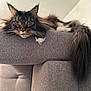 Christian Boucher a rejoint le concours — aidez-le/la à gagner de superbes lots ! cat, long_hair, green_eyes, feline, pet, indoor, couch, gray_fabric, relaxed, whiskers, tail, paws, close_up, animal, mammal, domestic_cat, resting, looking, fur, home