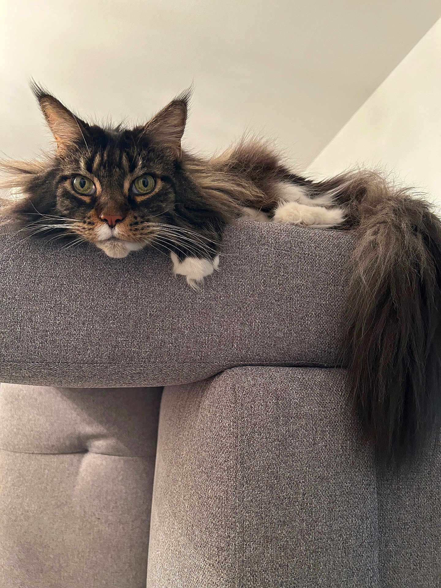 Christian Boucher a rejoint le concours — aidez-le/la à gagner de superbes lots ! cat, long_hair, green_eyes, feline, pet, indoor, couch, gray_fabric, relaxed, whiskers, tail, paws, close_up, animal, mammal, domestic_cat, resting, looking, fur, home