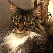 Christian Boucher participe au concours pour gagner de l'argent avec cette photo : cat, tabby, long_hair, green_eyes, fluffy, white_chest, cushion, chair, indoor, pet, feline, close_up, portrait, relaxed, furniture, whiskers, ears, nose, fur, domestic_animal